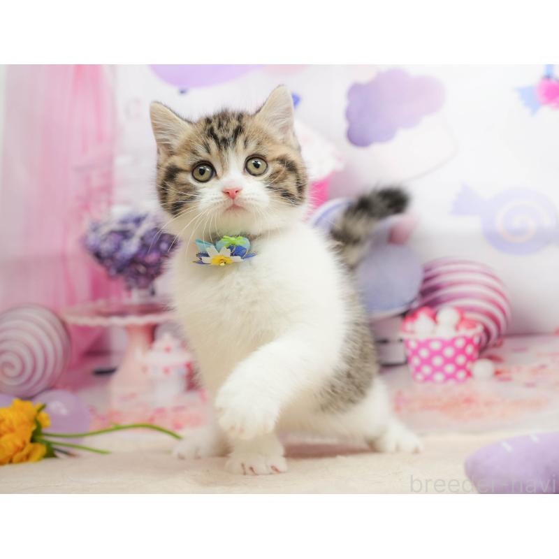 販売中の千葉県のマンチカン-139456の4枚目