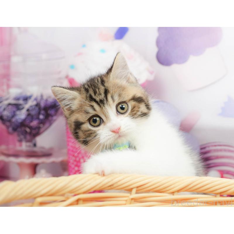 販売中の千葉県のマンチカン-139456の3枚目