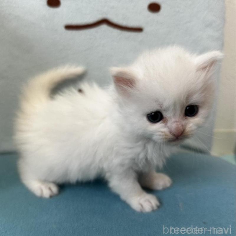 販売中の千葉県のミヌエット-139457の1枚目