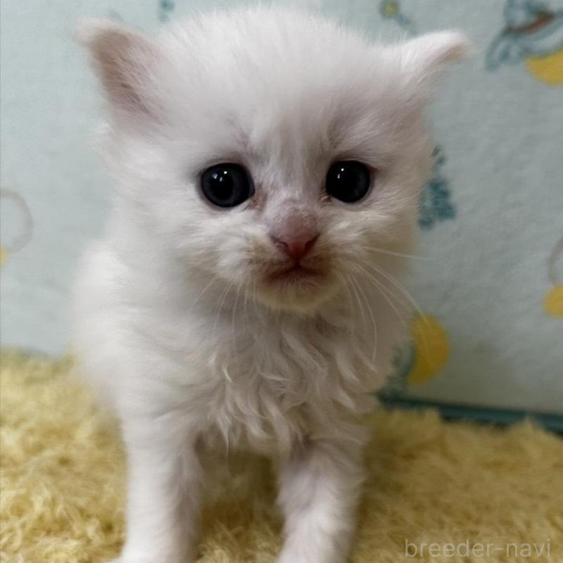 販売中の千葉県のミヌエット-139457の5枚目