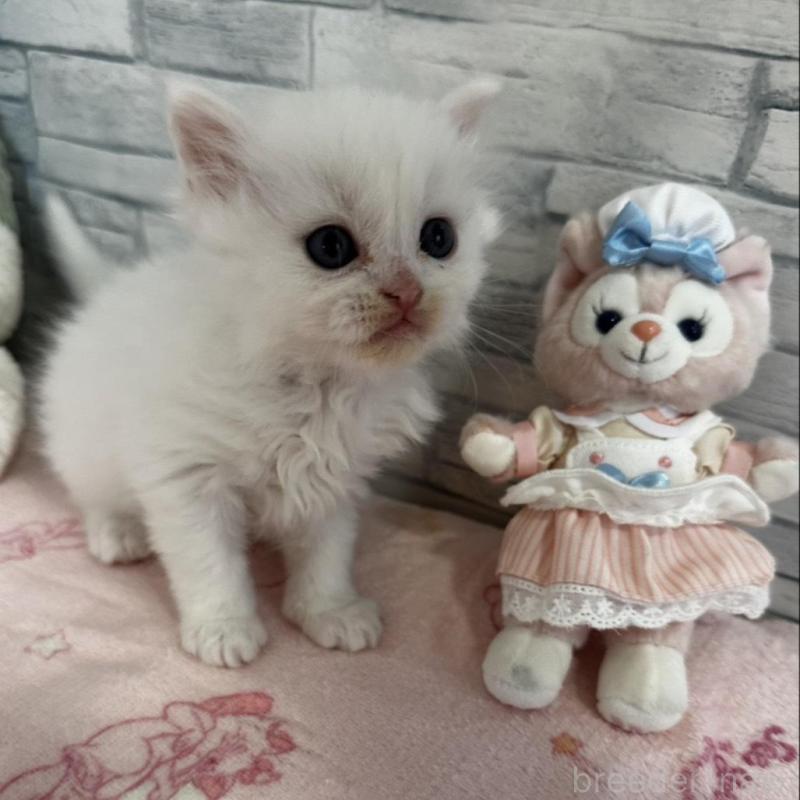 販売中の千葉県のミヌエット-139457の4枚目