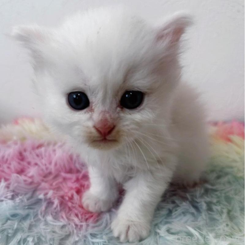 販売中の千葉県のミヌエット-139457の3枚目