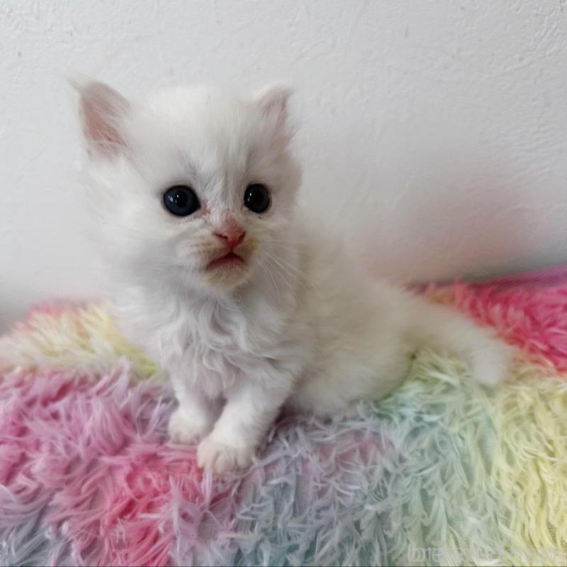 販売中の千葉県のミヌエット-139457の2枚目