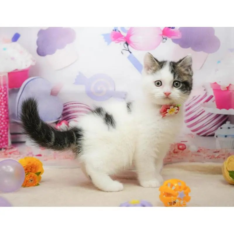 販売中の千葉県のマンチカン-139459