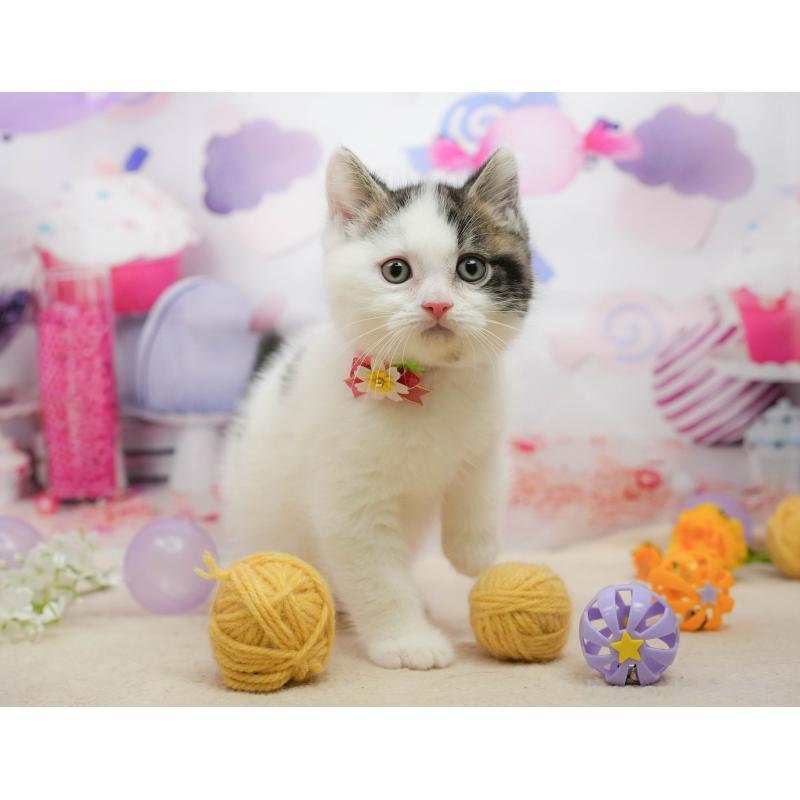 販売中の千葉県のマンチカン-139459の10枚目