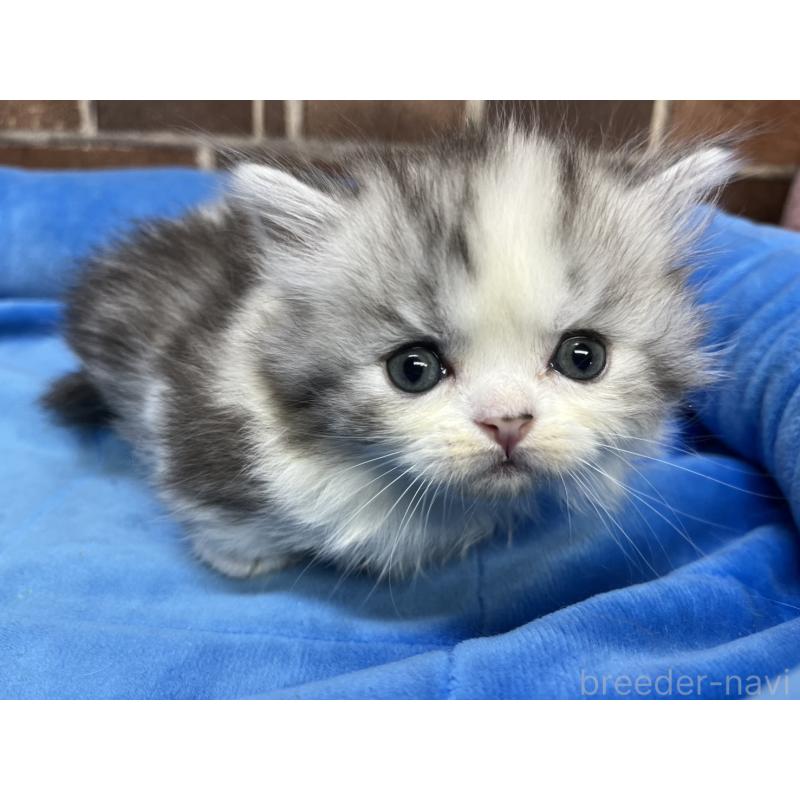 販売中の東京都のミヌエット(短足)-139458の11枚目