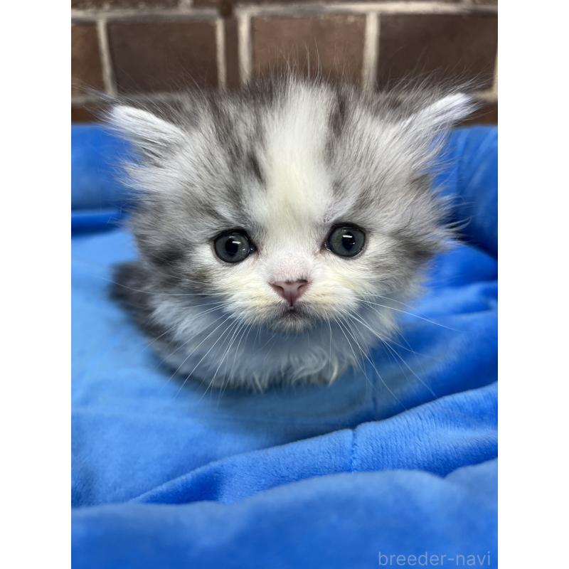 販売中の東京都のミヌエット(短足)-139458の10枚目