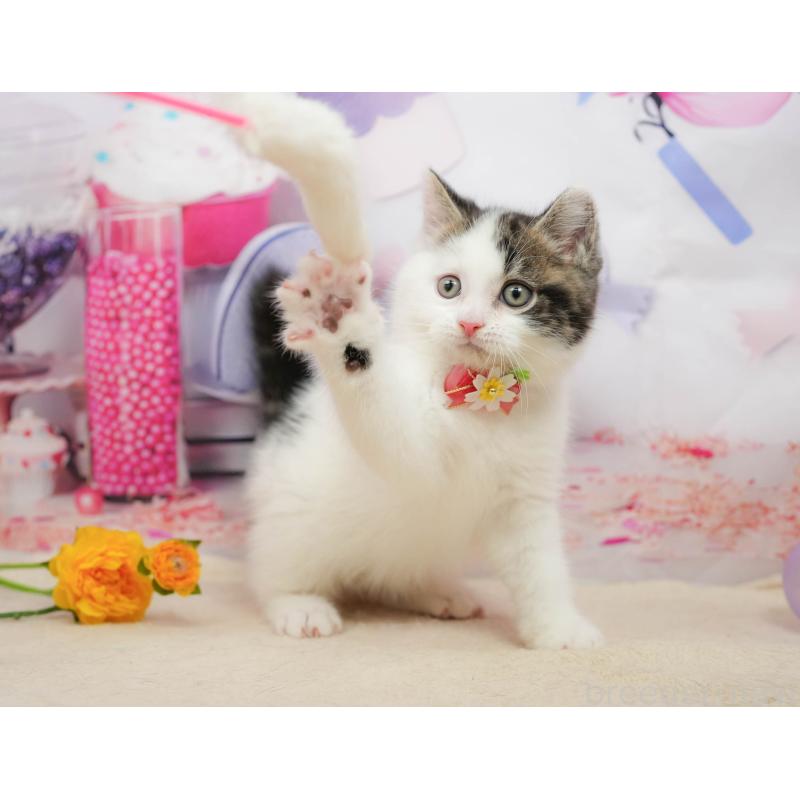 販売中の千葉県のマンチカン-139459の9枚目