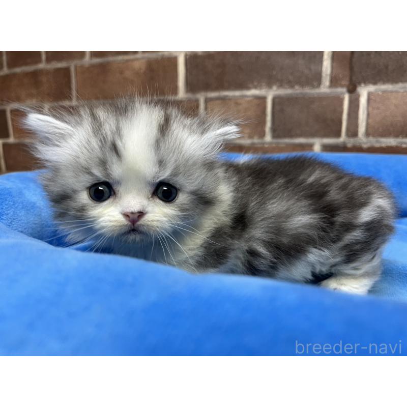 販売中の東京都のミヌエット(短足)-139458の8枚目