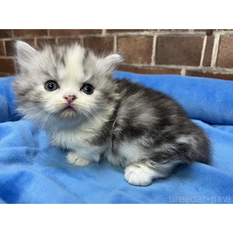 販売中の東京都のミヌエット(短足)-139458の7枚目