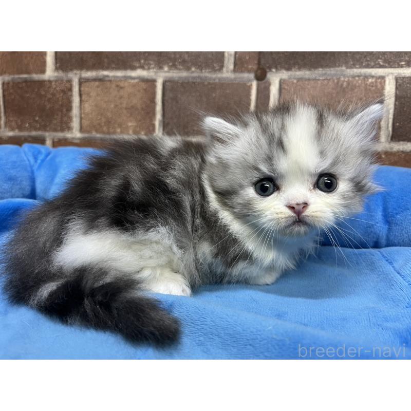 販売中の東京都のミヌエット(短足)-139458の6枚目