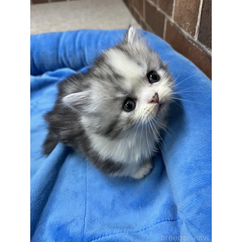 販売中の東京都のミヌエット(短足)-139458の5枚目