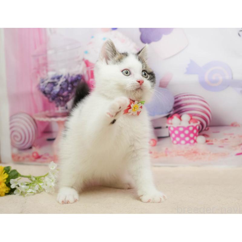 販売中の千葉県のマンチカン-139459の8枚目