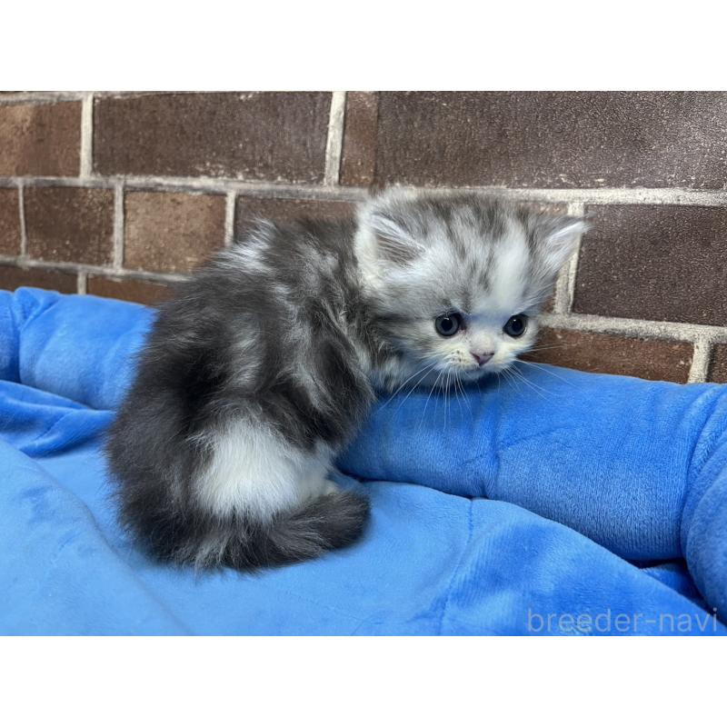 販売中の東京都のミヌエット(短足)-139458の4枚目