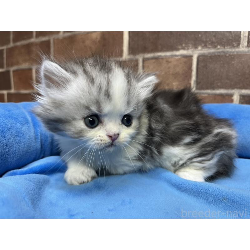 販売中の東京都のミヌエット(短足)-139458の3枚目