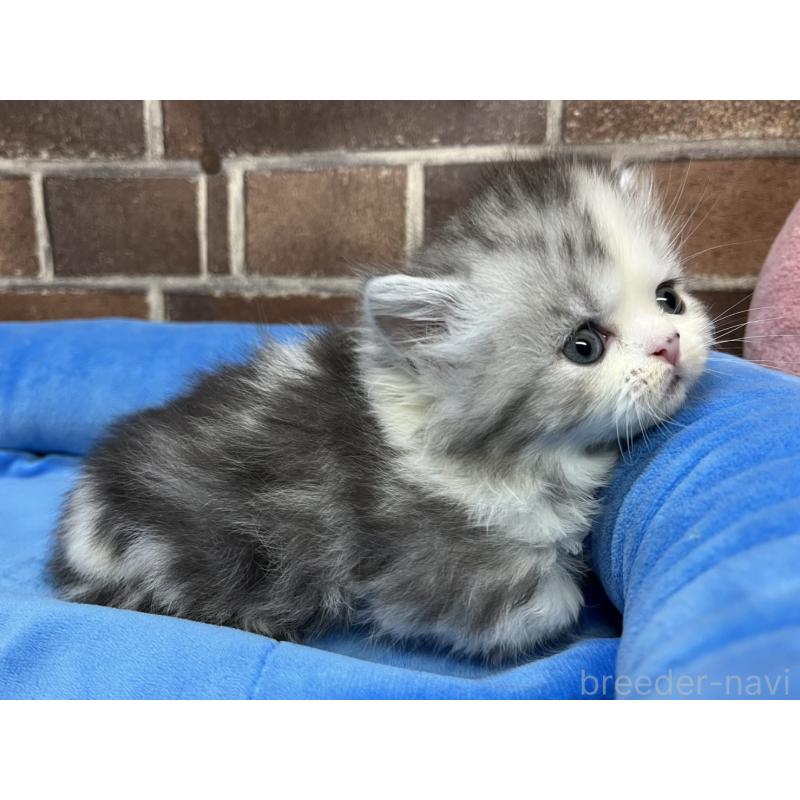 販売中の東京都のミヌエット(短足)-139458の2枚目