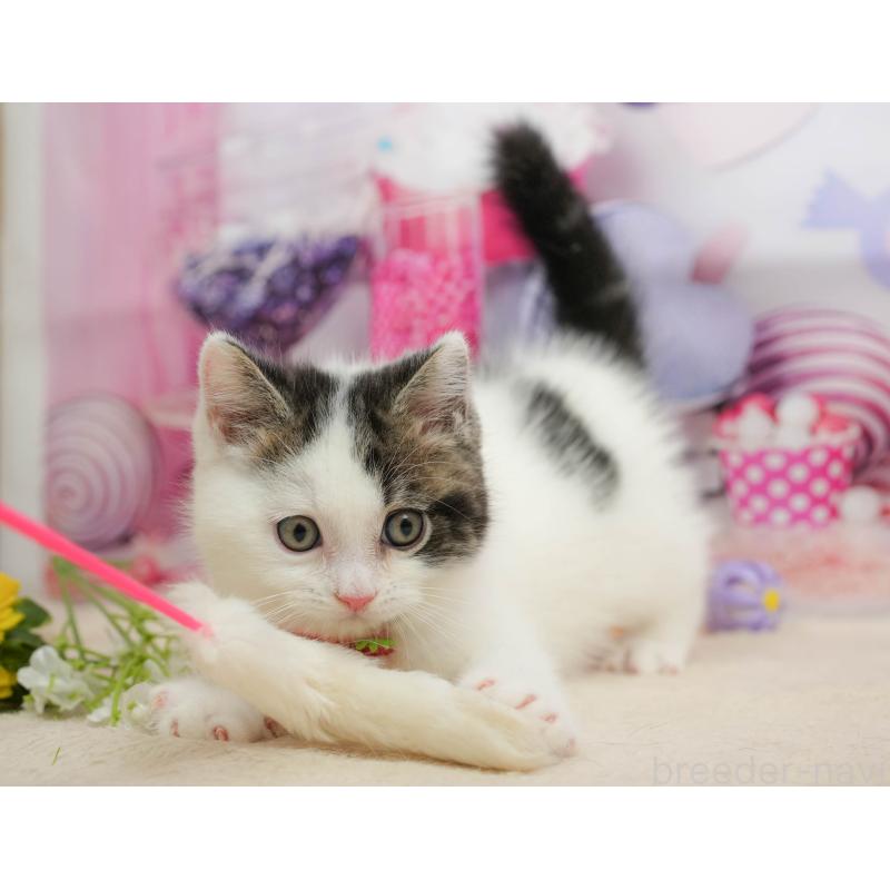 販売中の千葉県のマンチカン-139459の7枚目