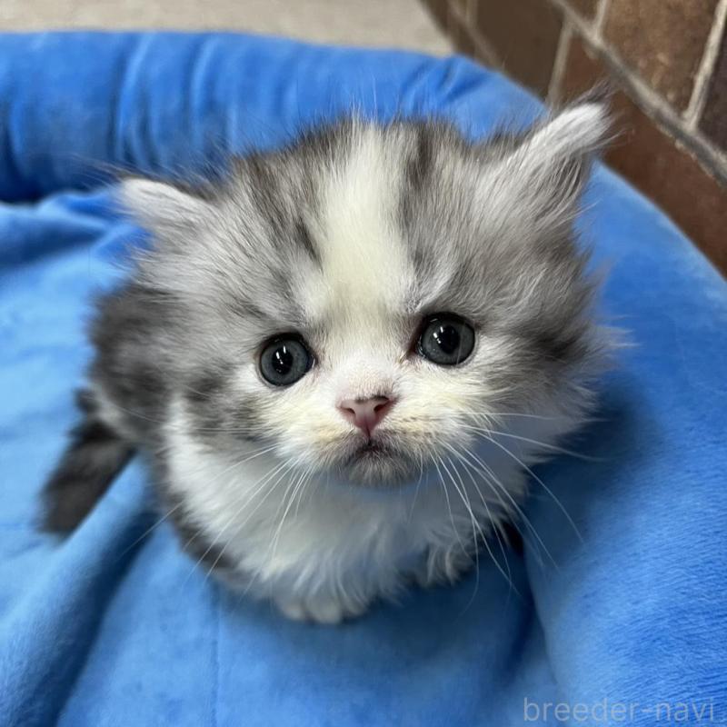 販売中の東京都のミヌエット(短足)-139458