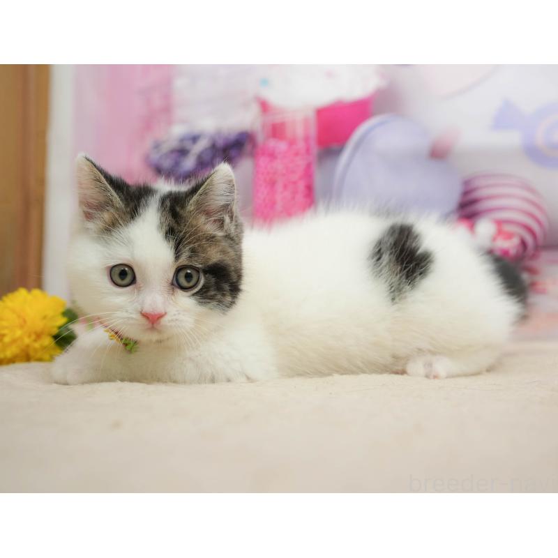 販売中の千葉県のマンチカン-139459の5枚目