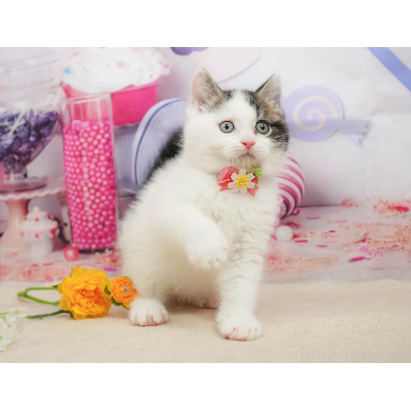 販売中の千葉県のマンチカン-139459の4枚目