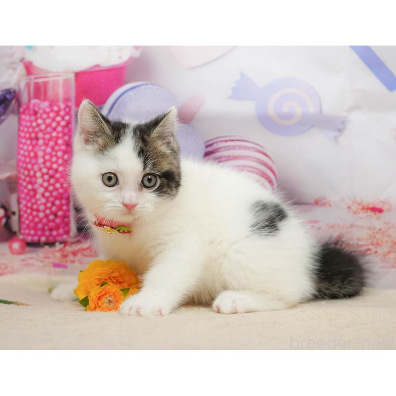 販売中の千葉県のマンチカン-139459の3枚目