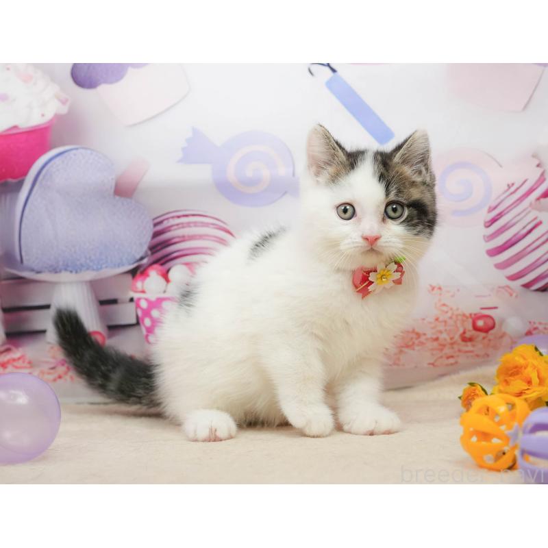 販売中の千葉県のマンチカン-139459の2枚目