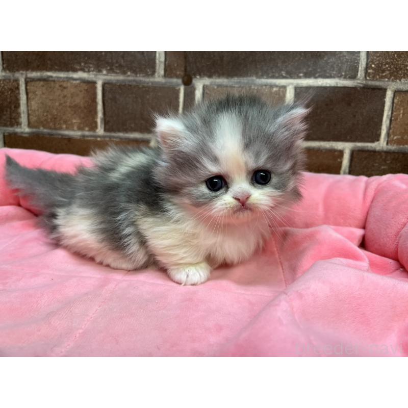 販売中の東京都のミヌエット(短足)-139460の10枚目