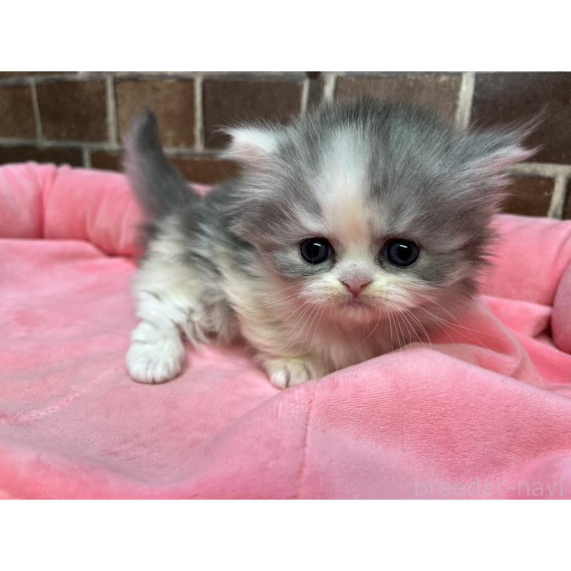 販売中の東京都のミヌエット(短足)-139460の9枚目