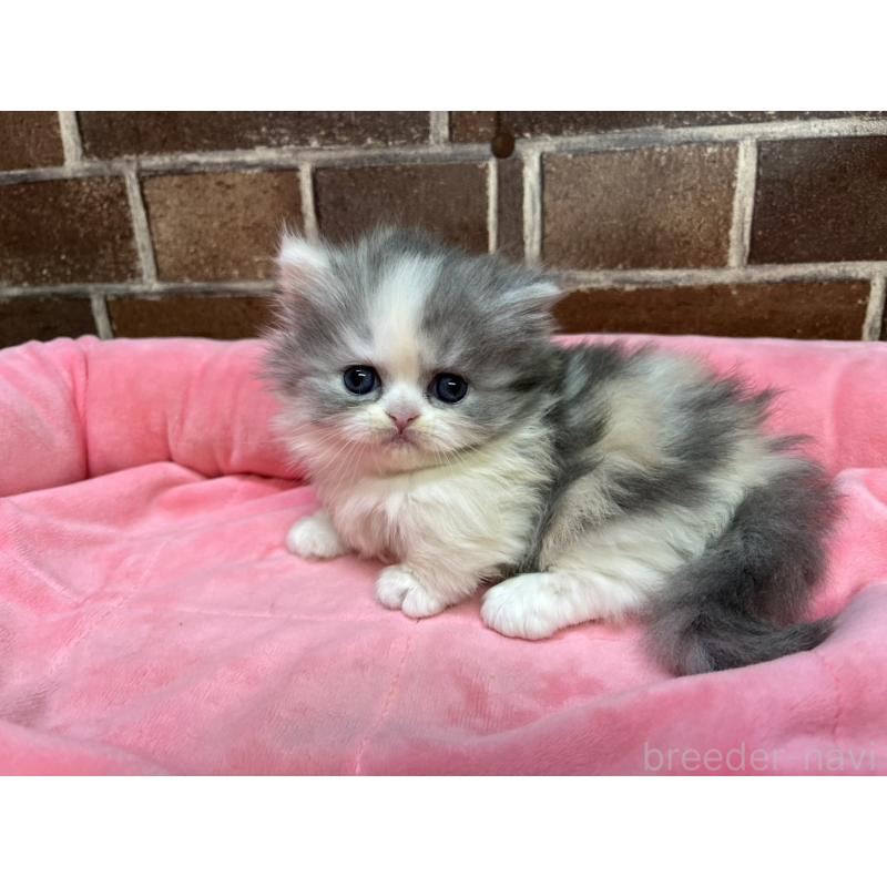 販売中の東京都のミヌエット(短足)-139460の8枚目