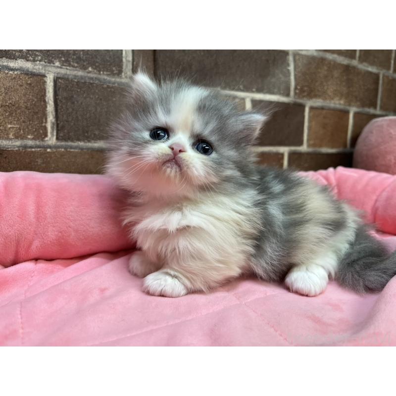 販売中の東京都のミヌエット(短足)-139460の7枚目