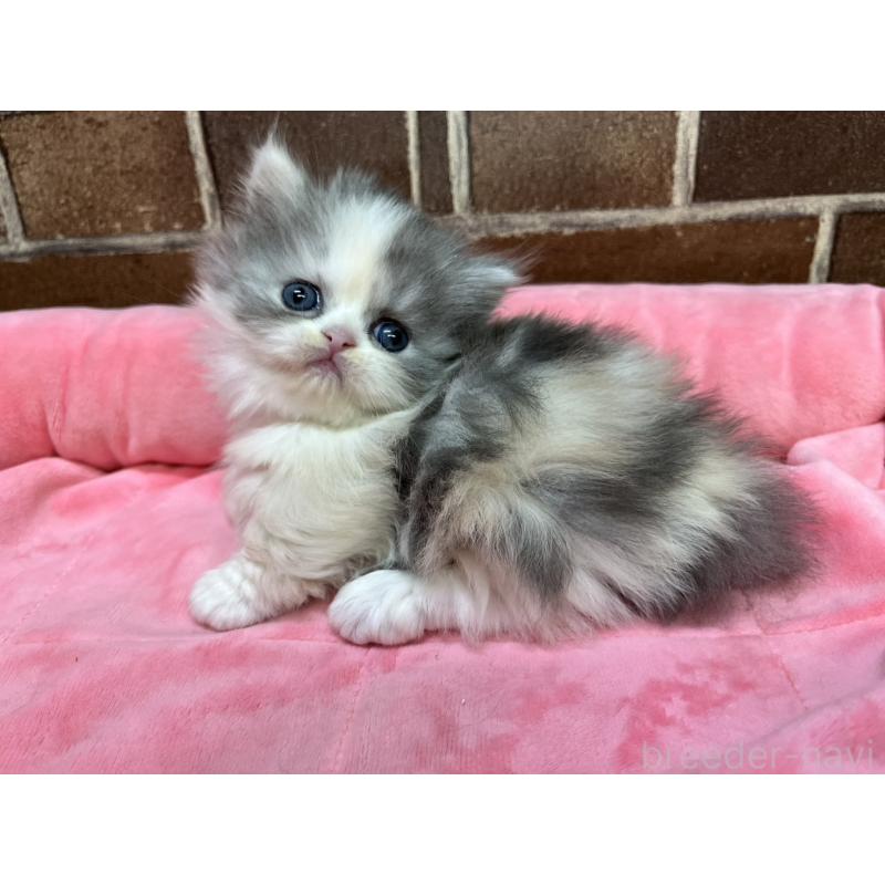 販売中の東京都のミヌエット(短足)-139460の6枚目