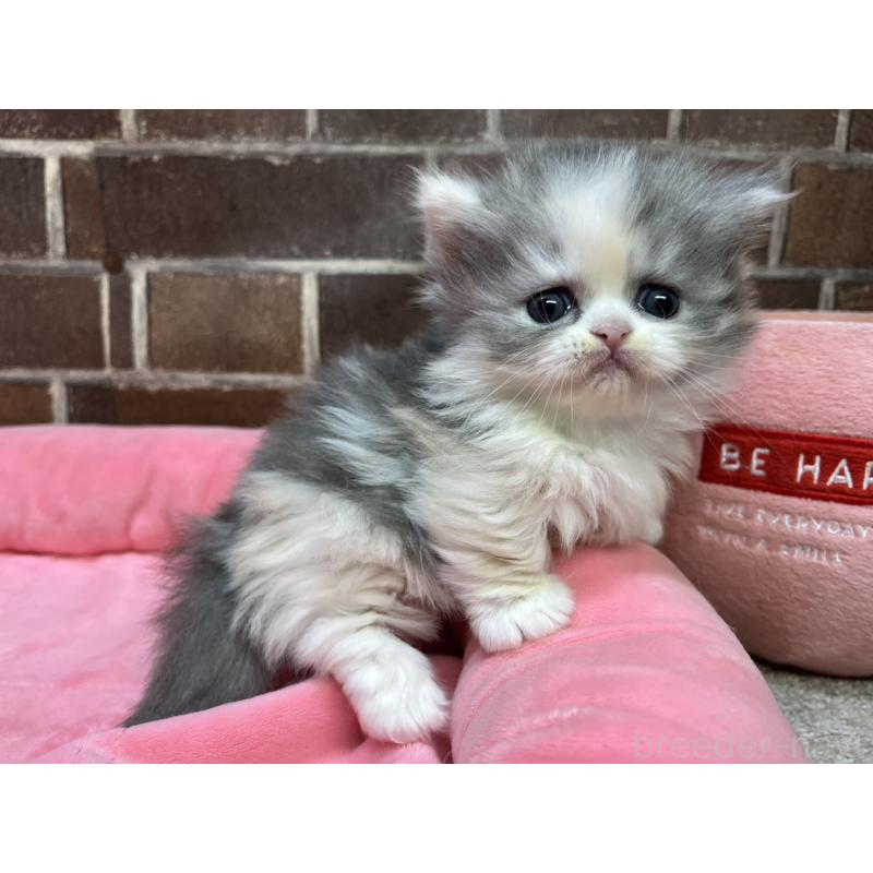 販売中の東京都のミヌエット(短足)-139460の5枚目