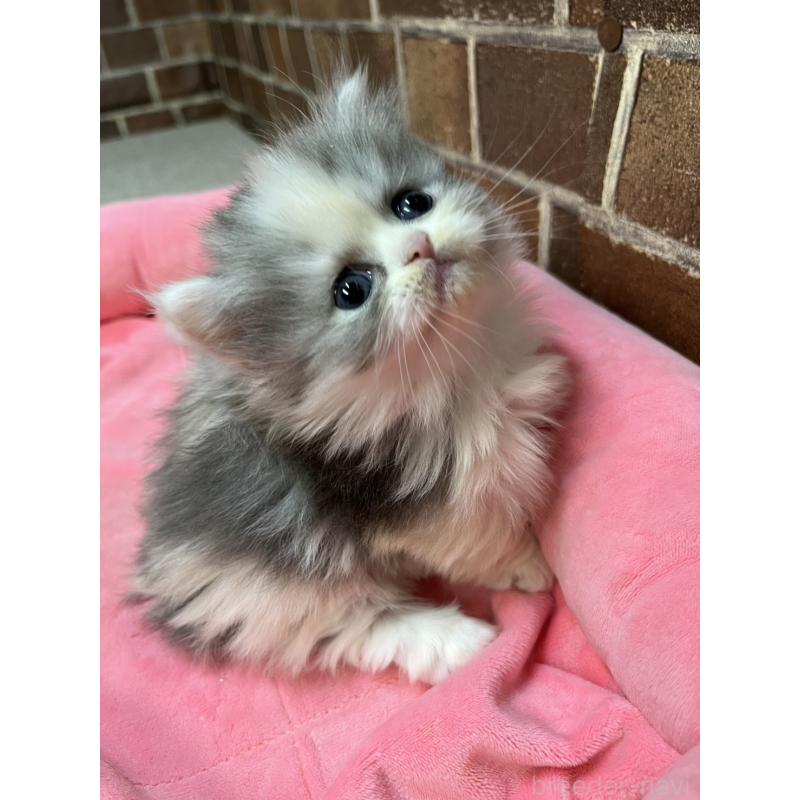 販売中の東京都のミヌエット(短足)-139460の4枚目