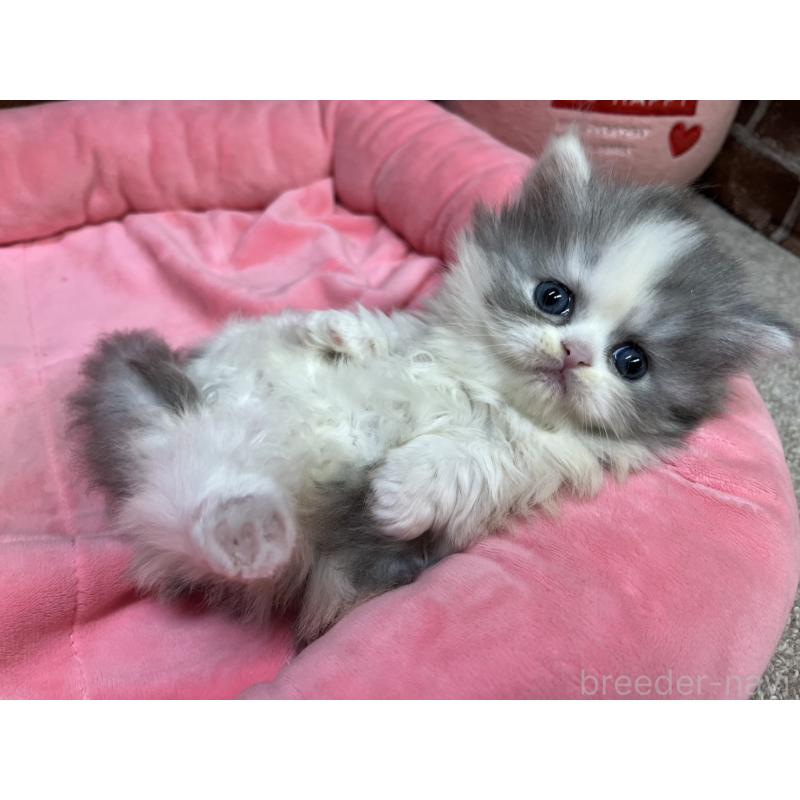 販売中の東京都のミヌエット(短足)-139460の3枚目