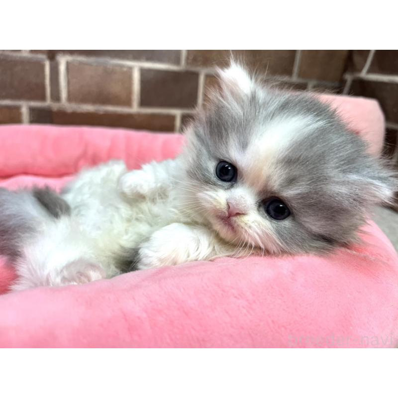 販売中の東京都のミヌエット(短足)-139460の2枚目