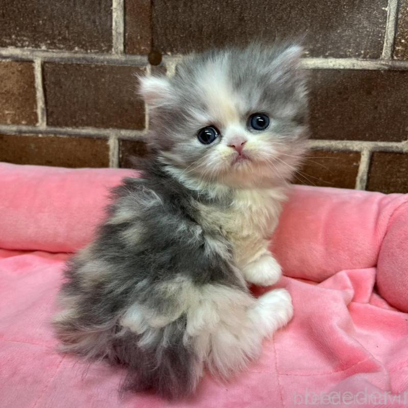 販売中の東京都のミヌエット(短足)-139460の1枚目