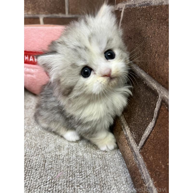 販売中の東京都のミヌエット(短足)-139461の10枚目