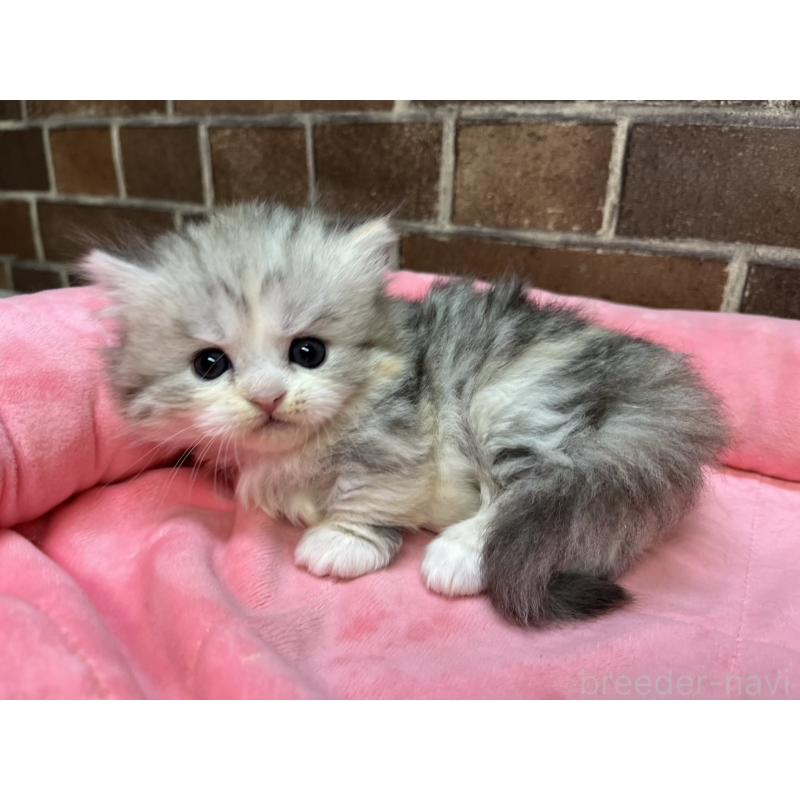 販売中の東京都のミヌエット(短足)-139461の9枚目