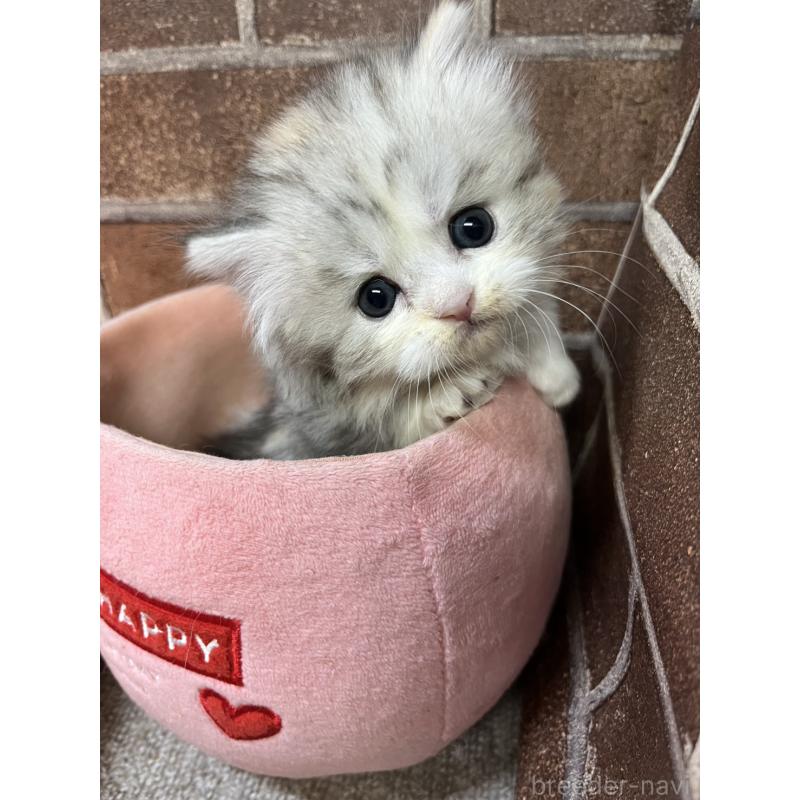 販売中の東京都のミヌエット(短足)-139461の8枚目