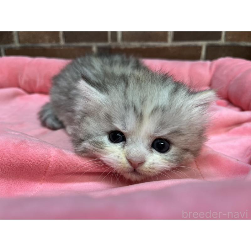 販売中の東京都のミヌエット(短足)-139461の7枚目