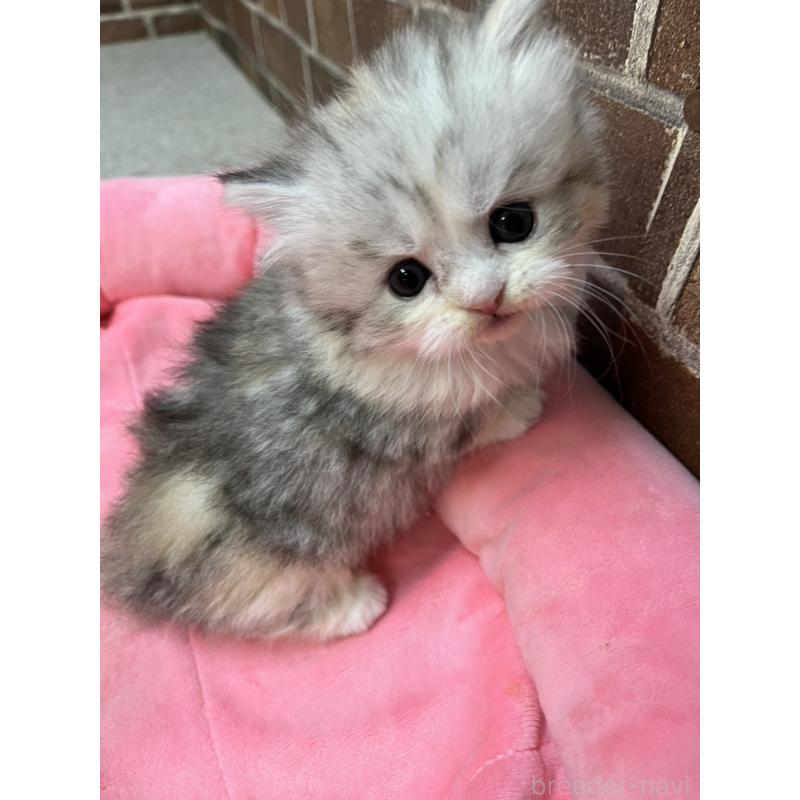 販売中の東京都のミヌエット(短足)-139461の6枚目