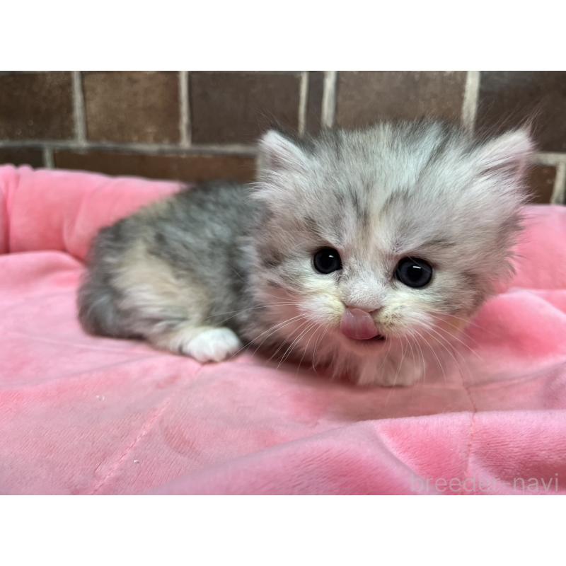 販売中の東京都のミヌエット(短足)-139461の5枚目