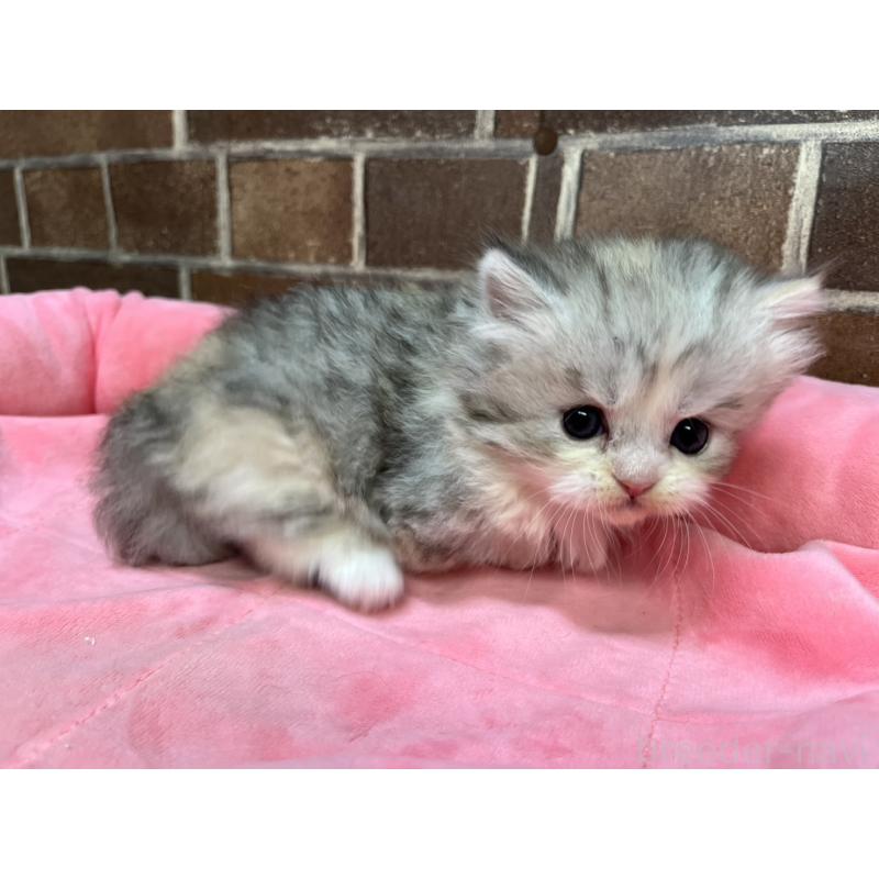 販売中の東京都のミヌエット(短足)-139461の2枚目