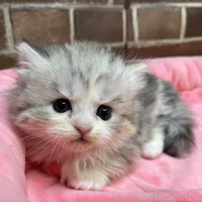 販売中の東京都のミヌエット(短足)-139461