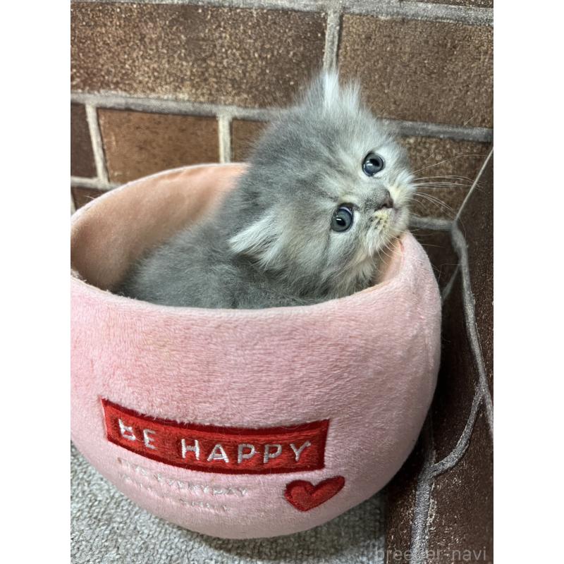 販売中の東京都のミヌエット-139462の8枚目