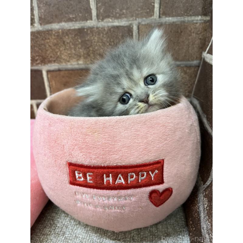 販売中の東京都のミヌエット-139462の7枚目