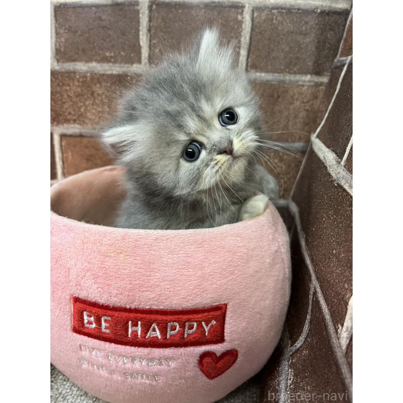 販売中の東京都のミヌエット-139462の6枚目