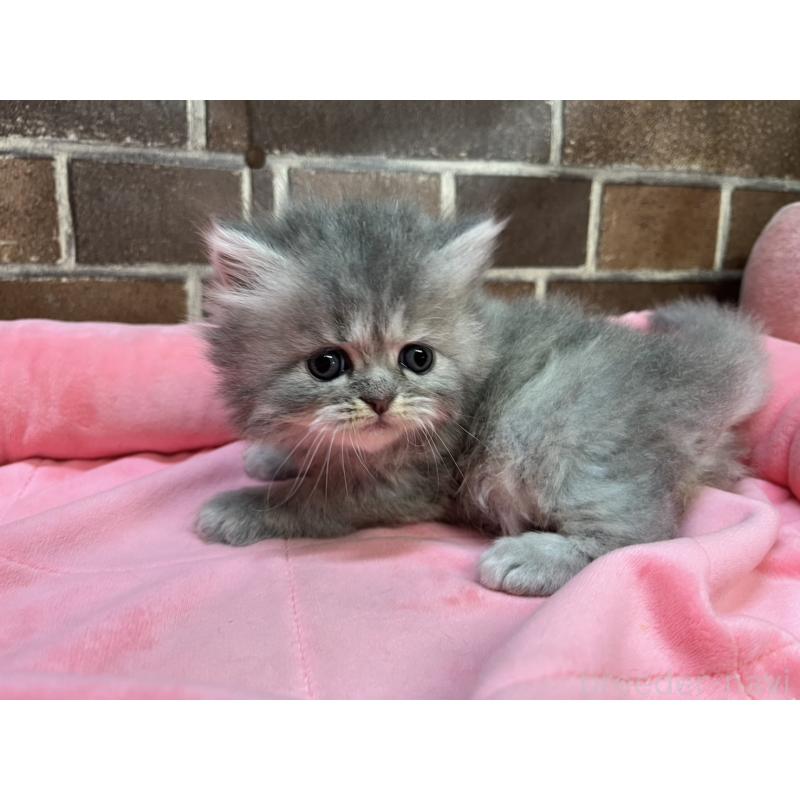 販売中の東京都のミヌエット-139462の5枚目