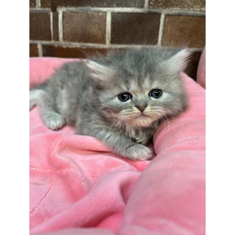 販売中の東京都のミヌエット-139462の2枚目