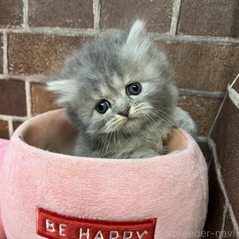 販売中の東京都のミヌエット-139462